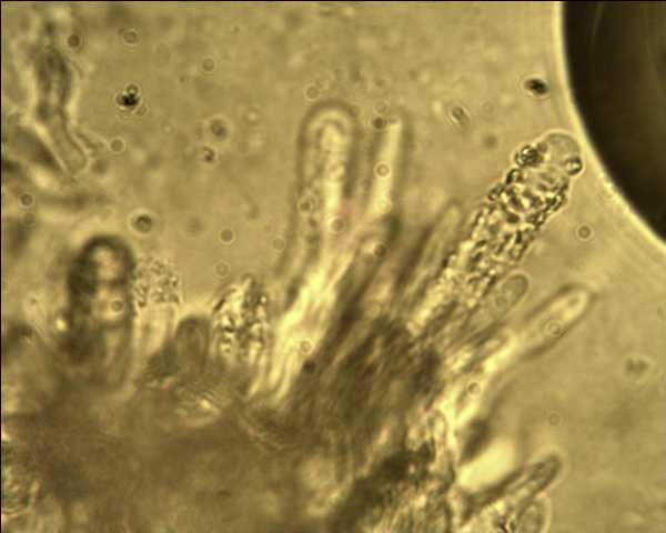 Steccherinum ochraceum ? (Steccherinum ochraceum)